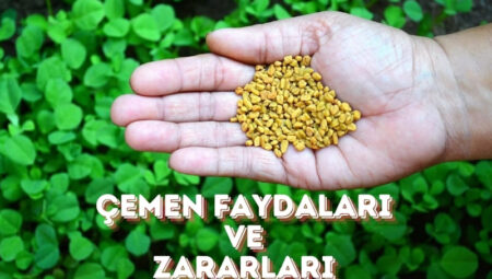 Çemen Faydaları ve Zararları