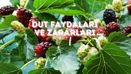 Dut Faydaları ve Zararları