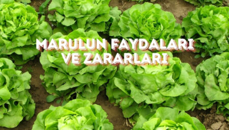 Marulun Faydaları ve Zararları