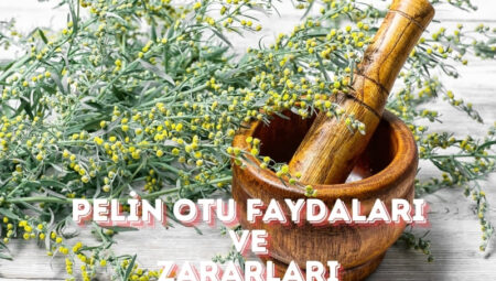 Pelin Otu Faydaları ve Zararları