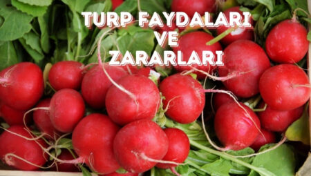 Turp Faydaları ve Zararları