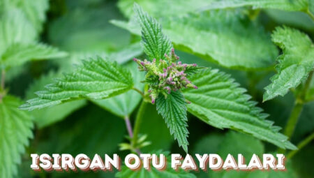 Isırgan Otu Faydaları