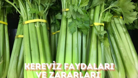 Kereviz Faydaları ve Zararları