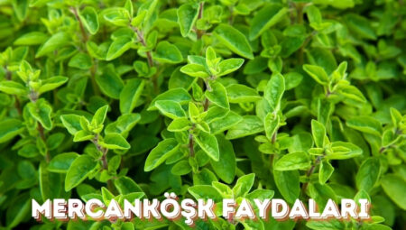 Mercanköşk Faydaları