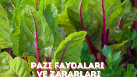 Pazı Faydaları ve Zararları